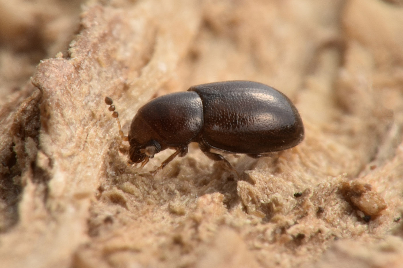 Ciidae: Octotemnus sp.? S. Octotemnus glabriculus